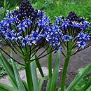 Scilla peruviana (cebulica peruwiańska)