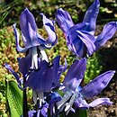 Scilla rosenii