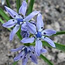 Scilla verna (cebulica wiosenna)