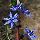Scilla vindobonensis