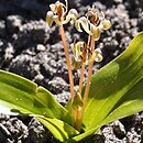 Scoliopus hallii