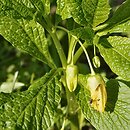 Scopolia carniolica ssp. hladnikiana