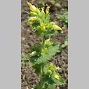Scrophularia chrysantha