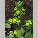 Scrophularia vernalis (trędownik wiosenny)