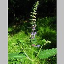 Scutellaria altissima (tarczyca wyniosła)