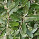 Shepherdia argentea (szeferdia srebrzysta)