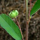 Sida rhombifolia