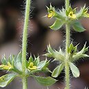 Sideritis (gojnik)
