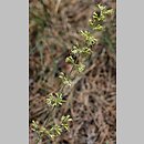 Silene borysthenica (lepnica drobnokwiatowa)