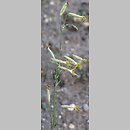 Silene chlorantha (lepnica zielonawa)