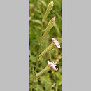 Silene trinervia (lepnica trójnerwowa)