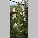 Silene viscosa (lepnica lepka)