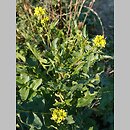 Sisymbrium austriacum (stulisz austriacki)