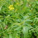 Sisymbrium irio (stulisz gładki)