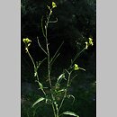 Sisymbrium orientale (stulisz wschodni)