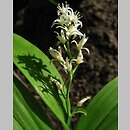 Smilacina stellata (majówka gwiazdkowata)