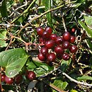 Smilax aspera (kolcorośl szorstki)