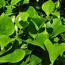 Smilax rotundifolia (kolcorośl okrągłolistny)