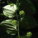 Smilax tamnoides