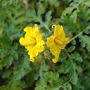Solanum cornutum (psianka dzióbkowata)