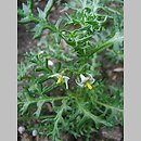 Solanum triflorum (psianka trzykwiatowa)