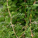 Sophora microphylla (sofora drobnolistna)