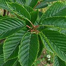 Sorbus alnifolia Red Bird