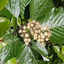 Hedlundia anglica