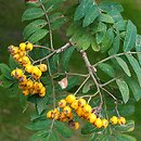 Sorbus aucuparia Xanthocarpa