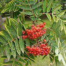 Sorbus aucuparia x americana