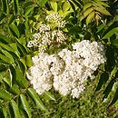 Sorbus commixta (jarząb dalekowschodni)