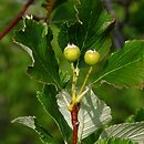 Aria danubialis