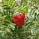 Sorbus decora (jarząb nadobny)