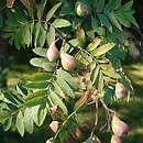 Sorbus domestica (jarząb domowy)