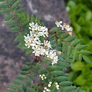 Sorbus himalaica (jarząb himalajski)