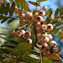 Sorbus koehneana (jarząb Koehnego)