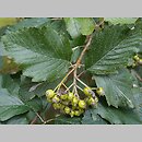 Sorbus latifolia (jarząb szerokolistny)