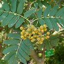 Sorbus meinichii