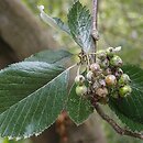 Aria obtusifolia (jarząb norweski)