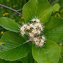 Aria porrigentiformis