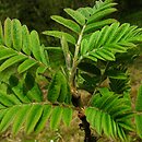 Sorbus poteriifolia