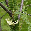Sorbus prattii (jarząb Pratta)