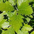 Sorbus turkestanica
