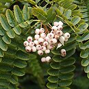 Sorbus ursina