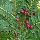 Sorbus vilmorinii (jarząb Vilmorina)