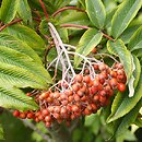 Sorbus wilsoniana (jarząb Wilsona)