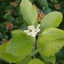 Karpatiosorbus hybrida