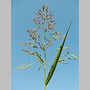 Sorghum halepense (sorgo alepskie)