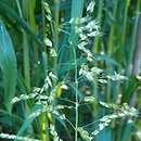 Sorghum sudanense (sorgo sudańskie)