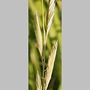 Spartina pectinata (spartyna grzebieniasta)